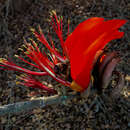 Image of Erythrina madagascariensis Du Puy & Labat