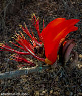 Image of Erythrina madagascariensis Du Puy & Labat