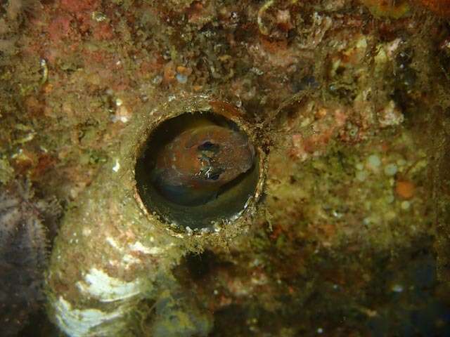 Image of Two-eyed Blenny