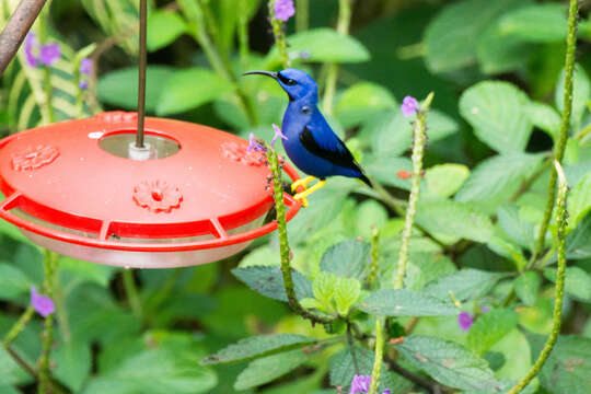 Image of Purple Honeycreeper