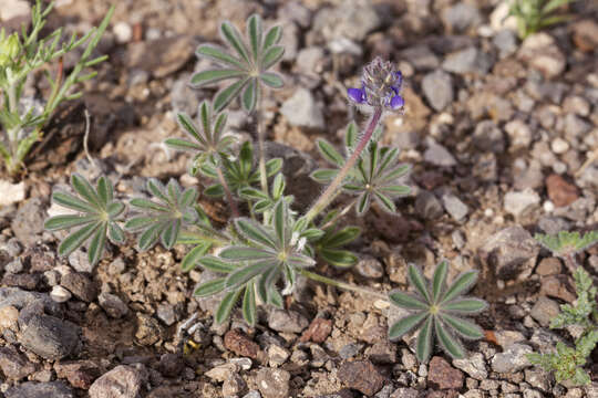 Image of shortstem lupine