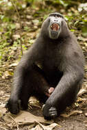 Image of Celebes crested macaque