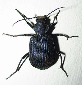 Imagem de Calosoma (Ctenosta) planicolle Chaudoir 1869