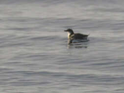 Image of Peruvian Diving Petrel