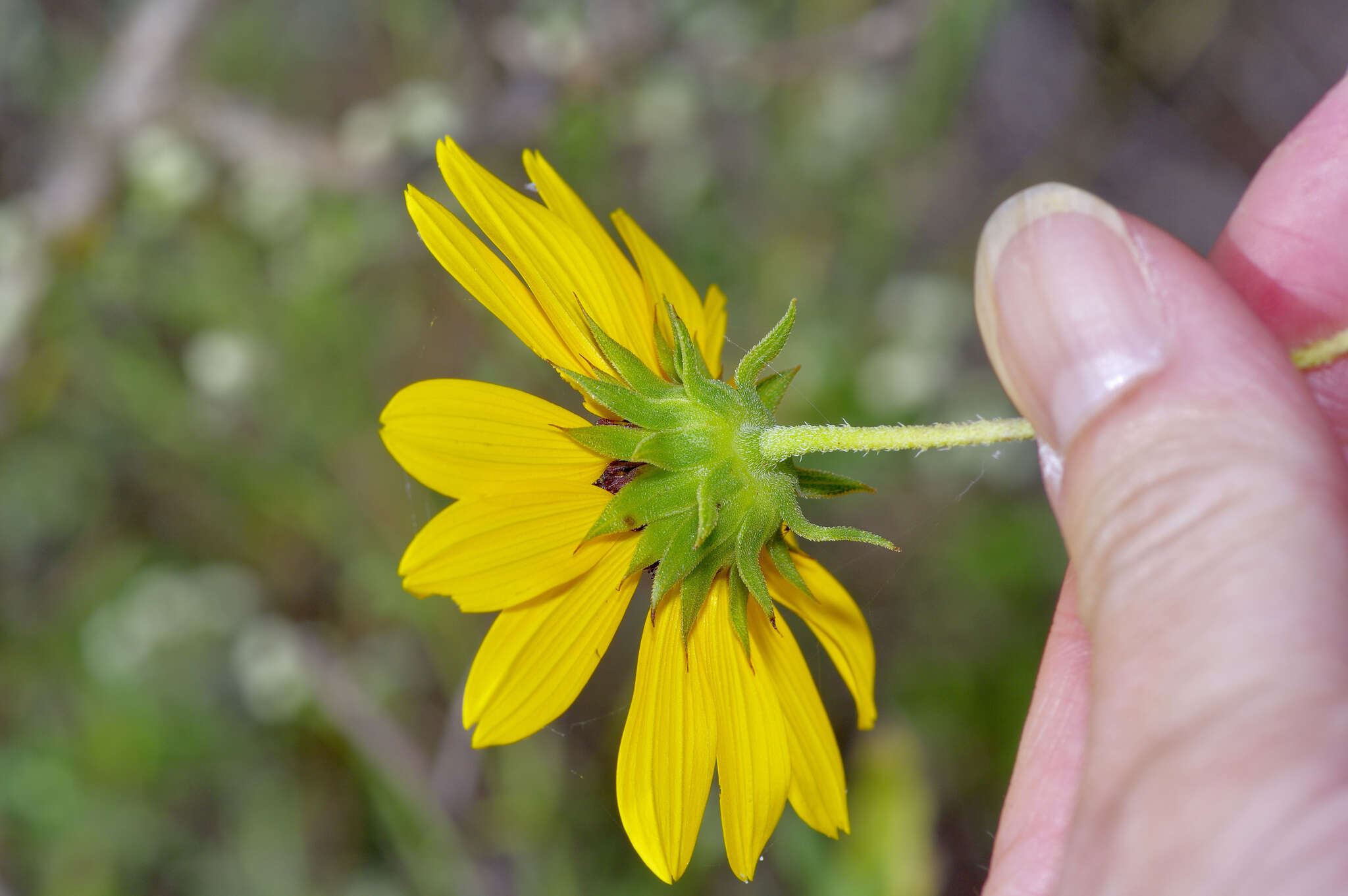 Image of Texas sunflower