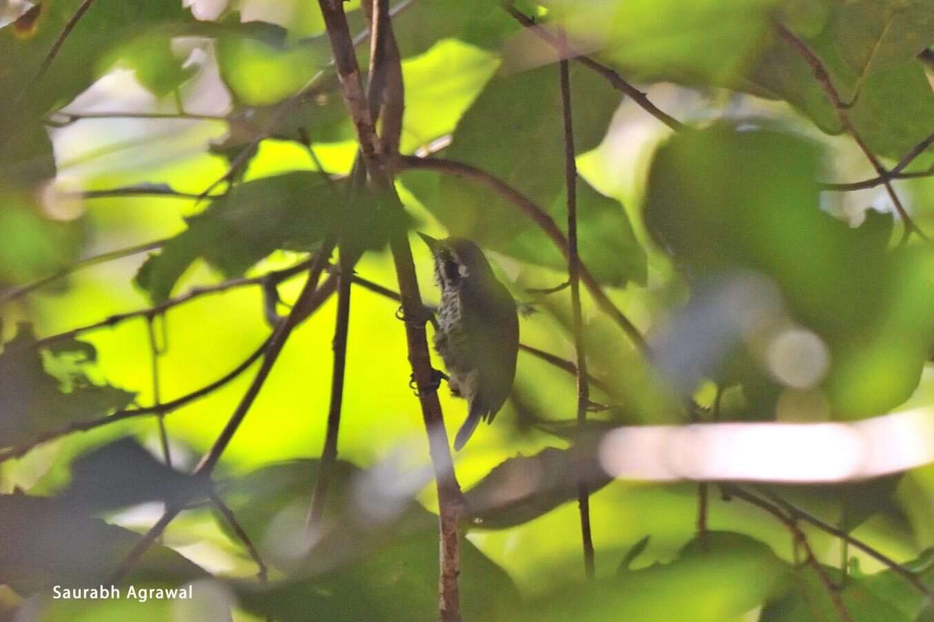 Image of Speckled Piculet