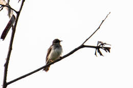 Image of Grey-breasted Prinia