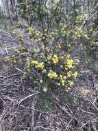 Image of Oxylobium ellipticum (Vent.) R. Br.