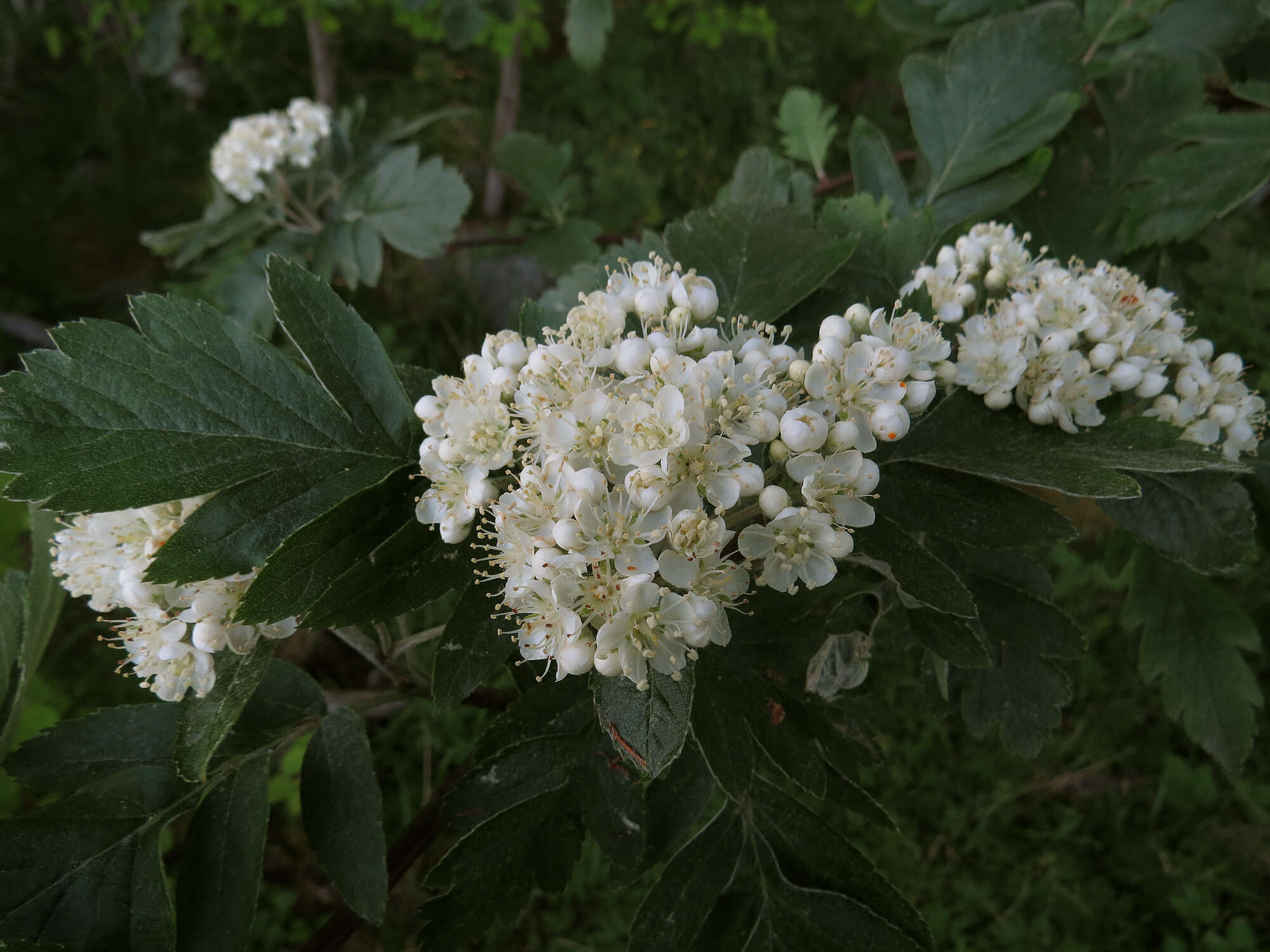 Plancia ëd Hedlundia hybrida (L.) Sennikov & Kurtto