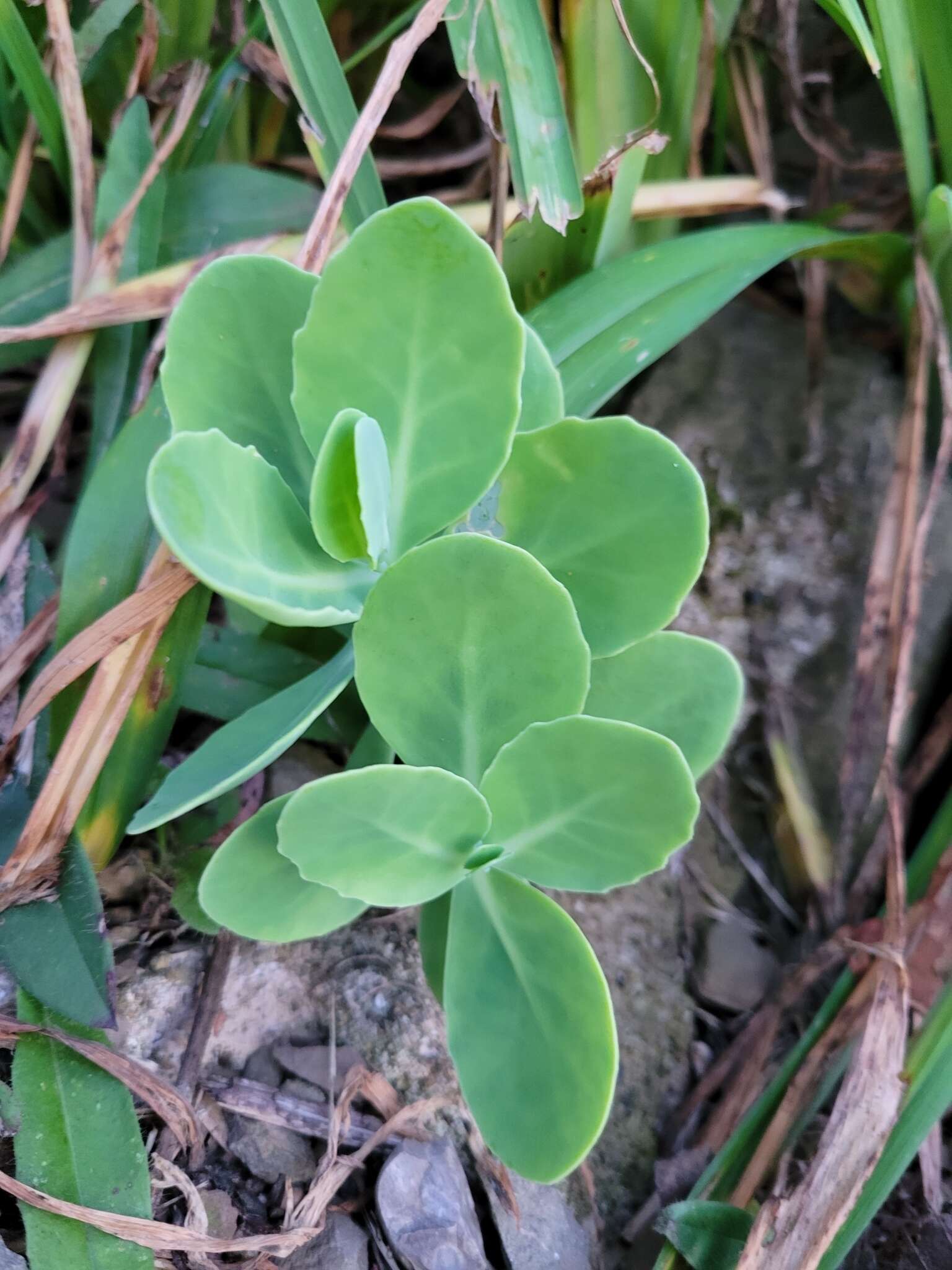 Sivun Hylotelephium spectabile (Boreau) H. Ohba kuva