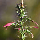 Imagem de Cosmelia rubra R. Br.