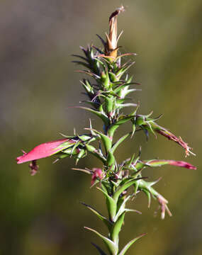 Image of Cosmelia rubra R. Br.