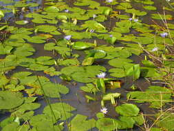 Image de Nénuphar bleu