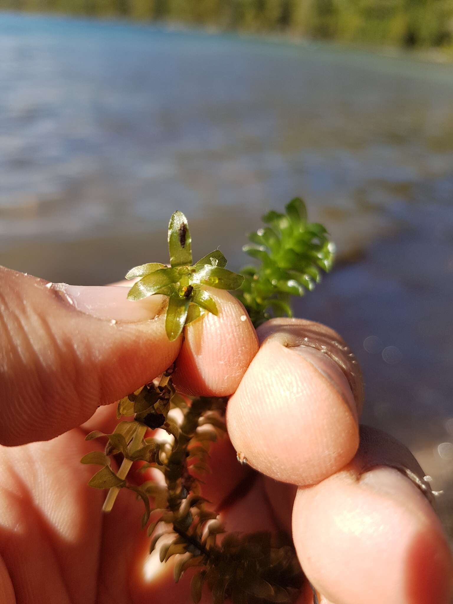 Image of American Pondweed