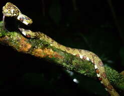 Image of Argus Snail Sucker