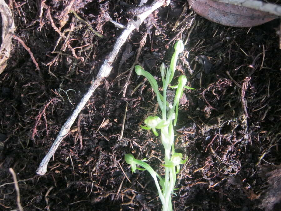 Image of Habenaria arenaria Lindl.