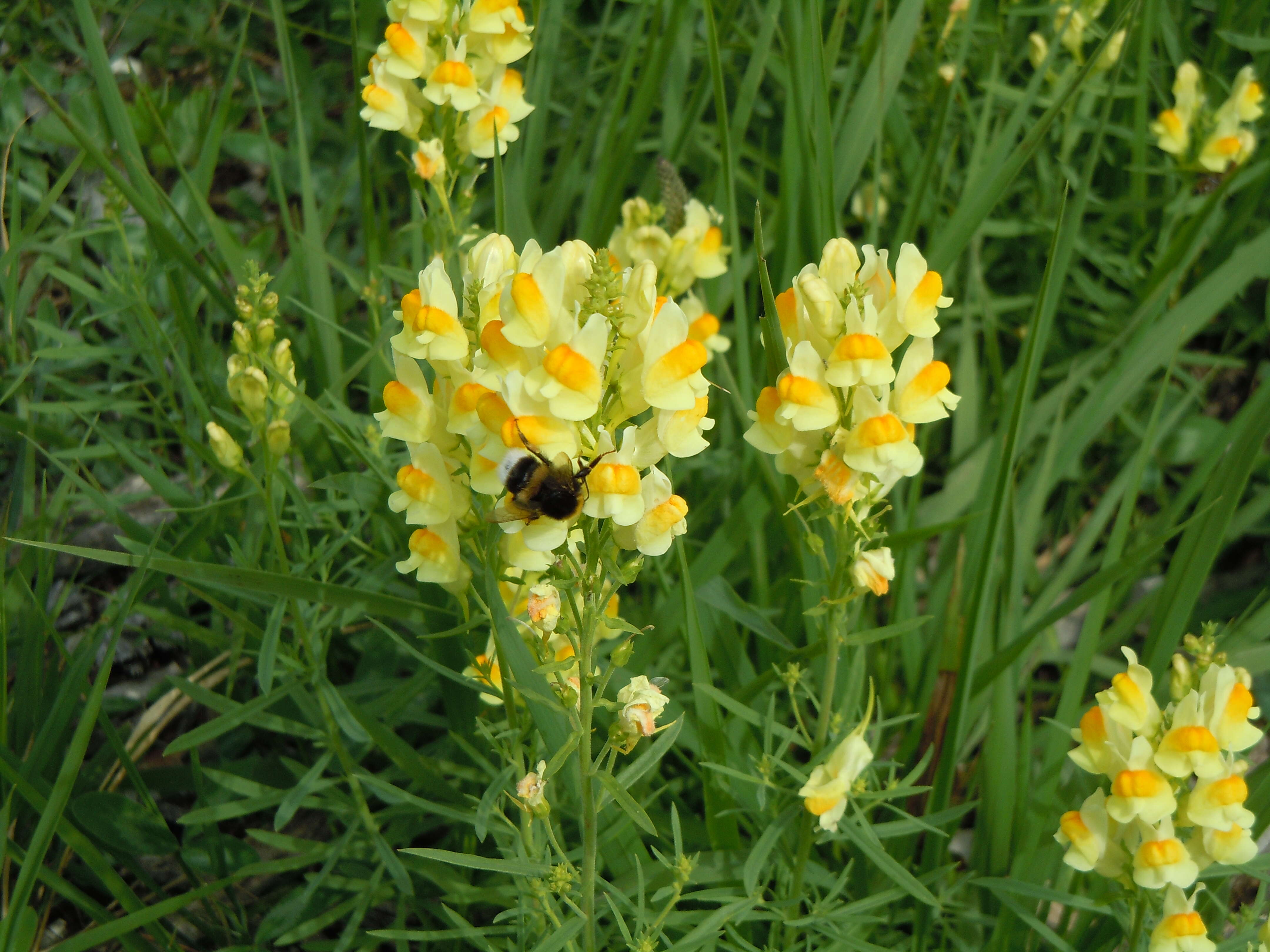 Image of Common Toadflax