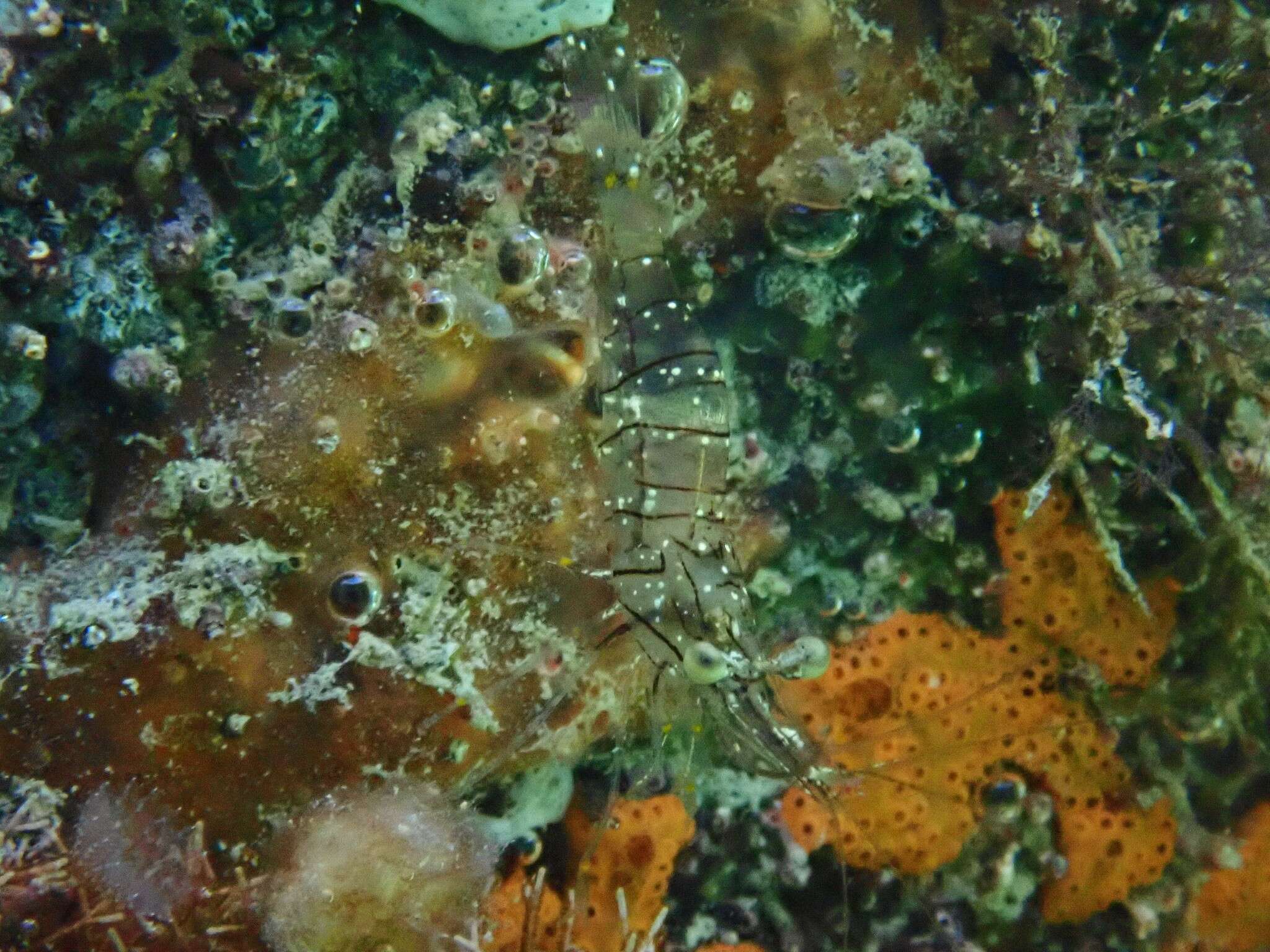 Image of crossbanded grass shrimp