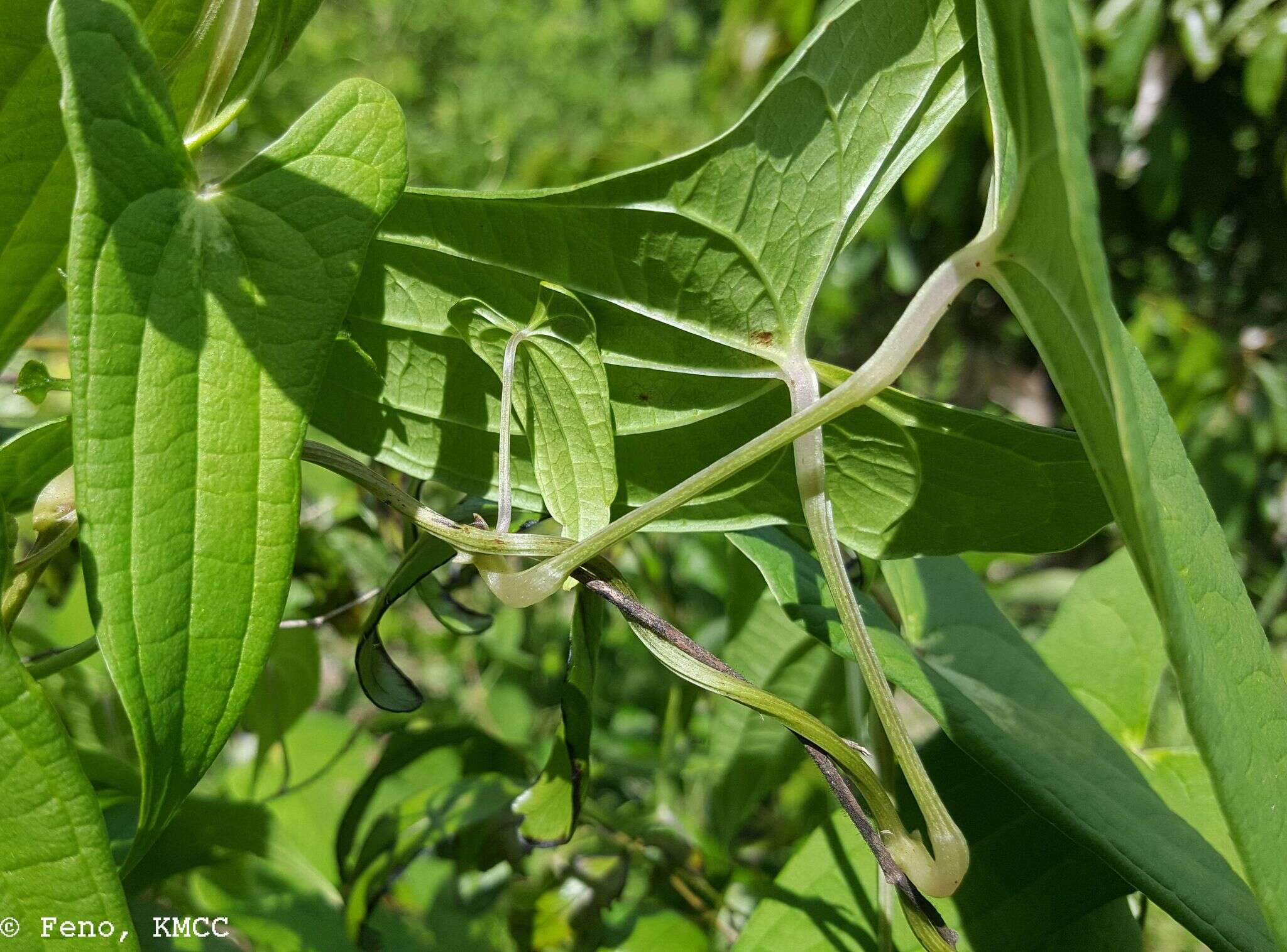 Image of Dioscorea seriflora Jum. & H. Perrier