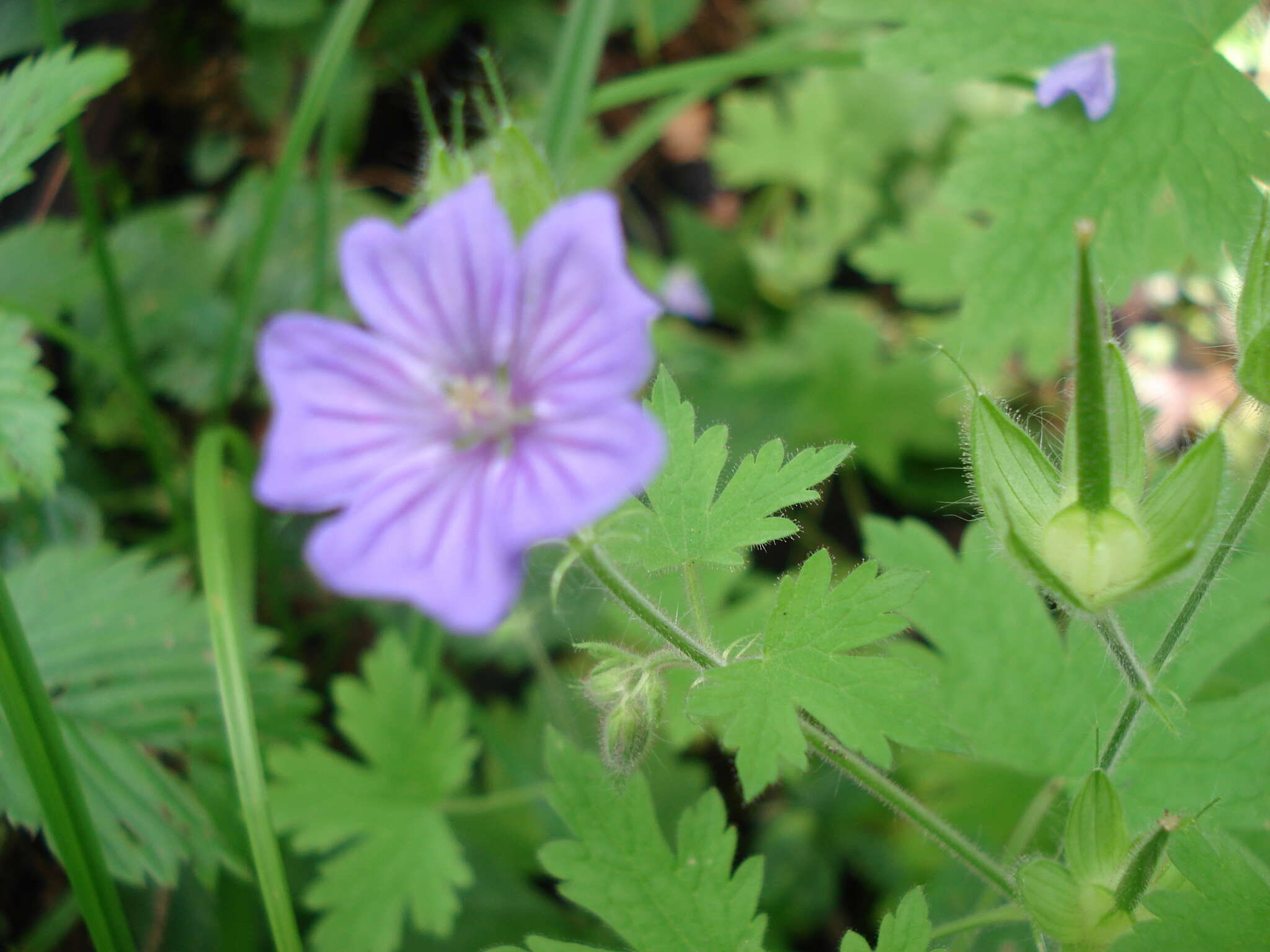 Imagem de Geranium bohemicum L.