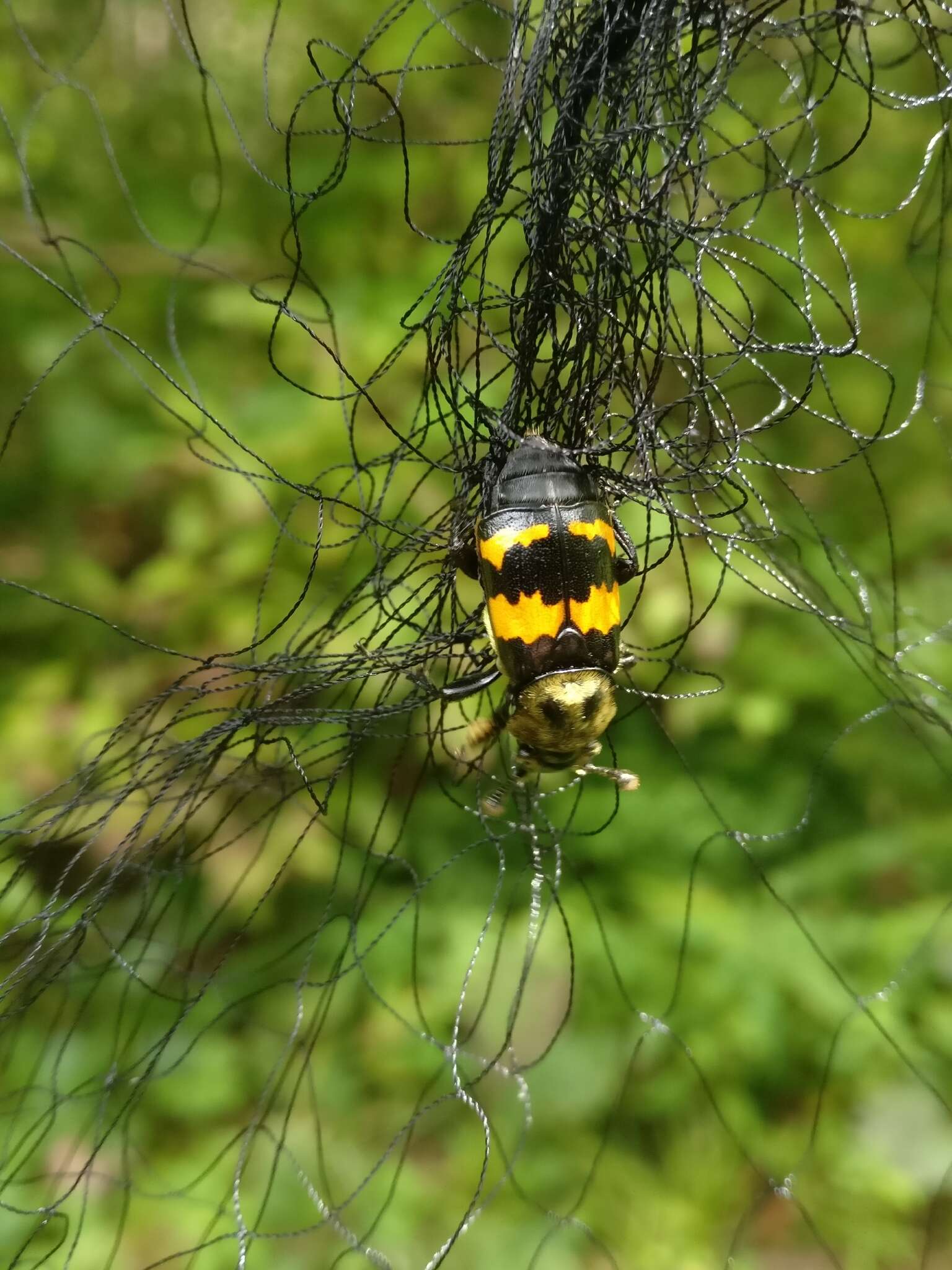 Nicrophorus (Nicrophorus) tomentosus (Weber 1801) resmi