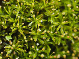 Image of Texan syrrhopodon moss
