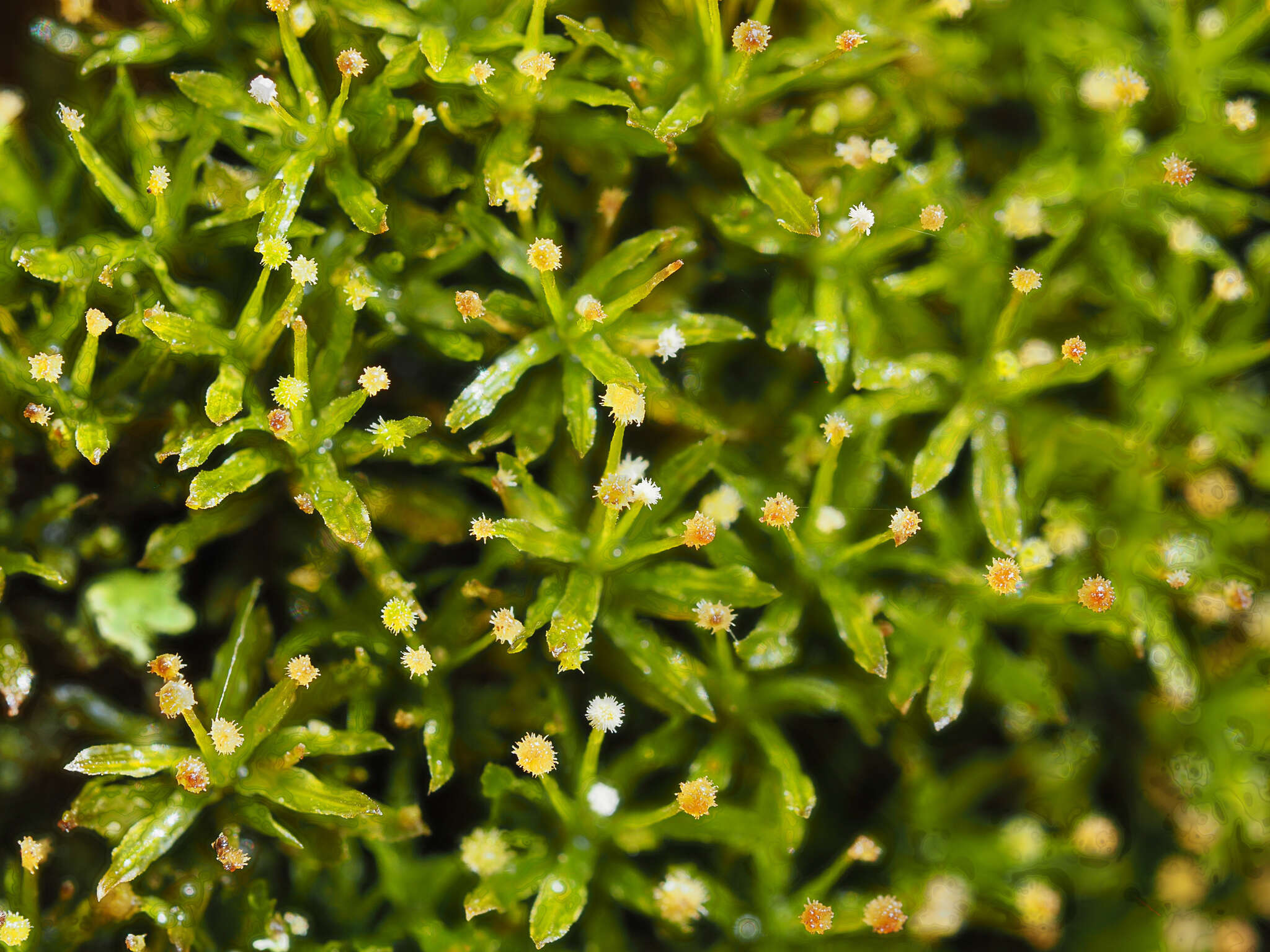 Image of Texan syrrhopodon moss