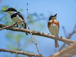 Image of Pygmy Batis