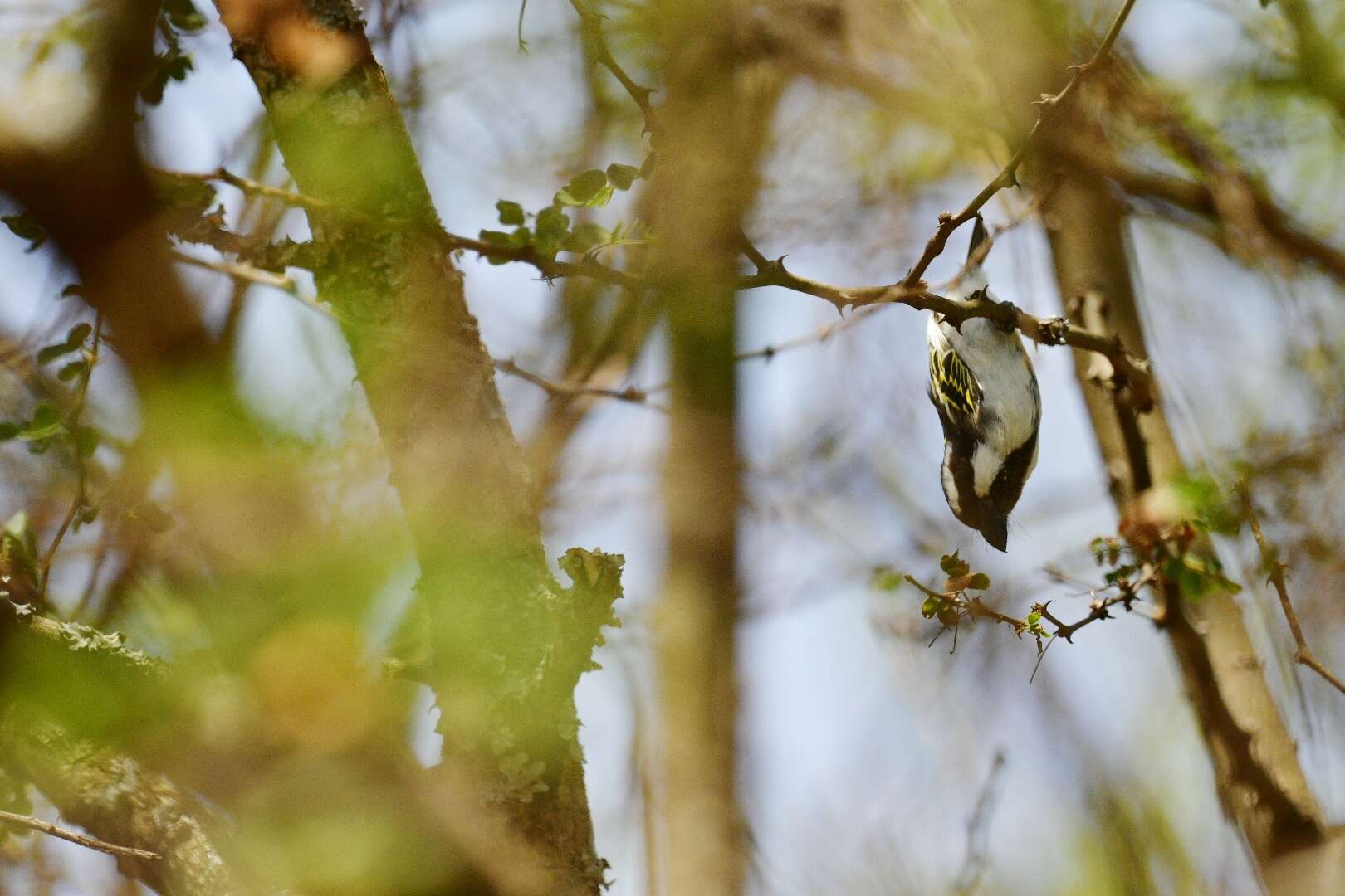 Image of Black-throated Barbet