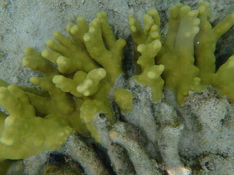 Image of Finger coral