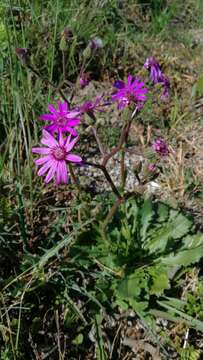 Senecio speciosus Willd. resmi