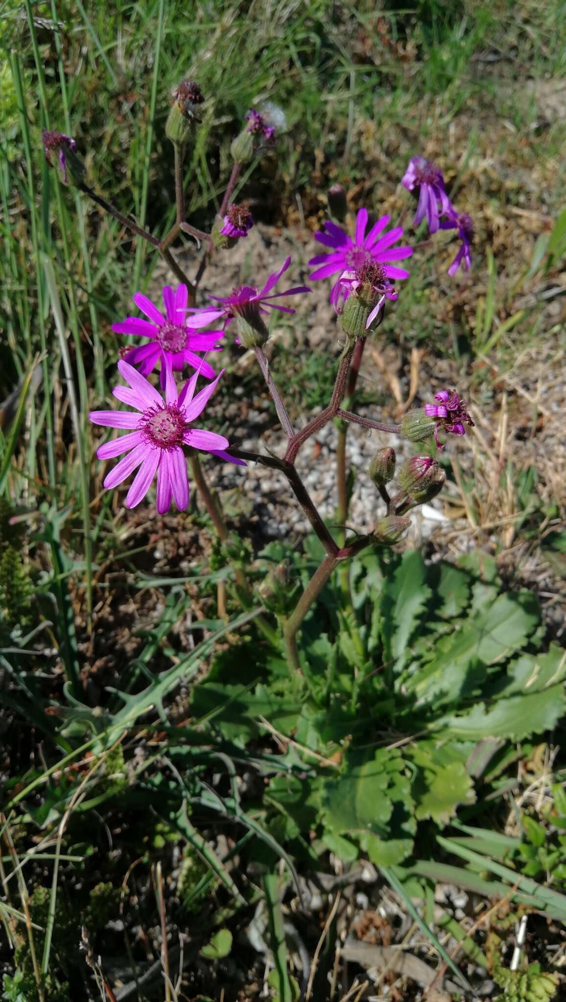 Senecio speciosus Willd. resmi