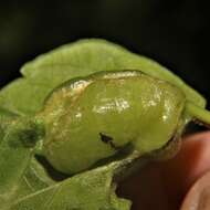 Image of Schizomyia impatientis (Osten Sacken 1862)