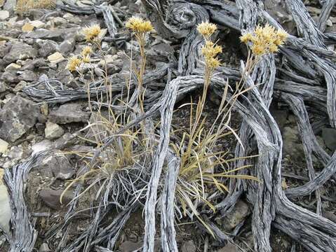 Image of rock goldenrod