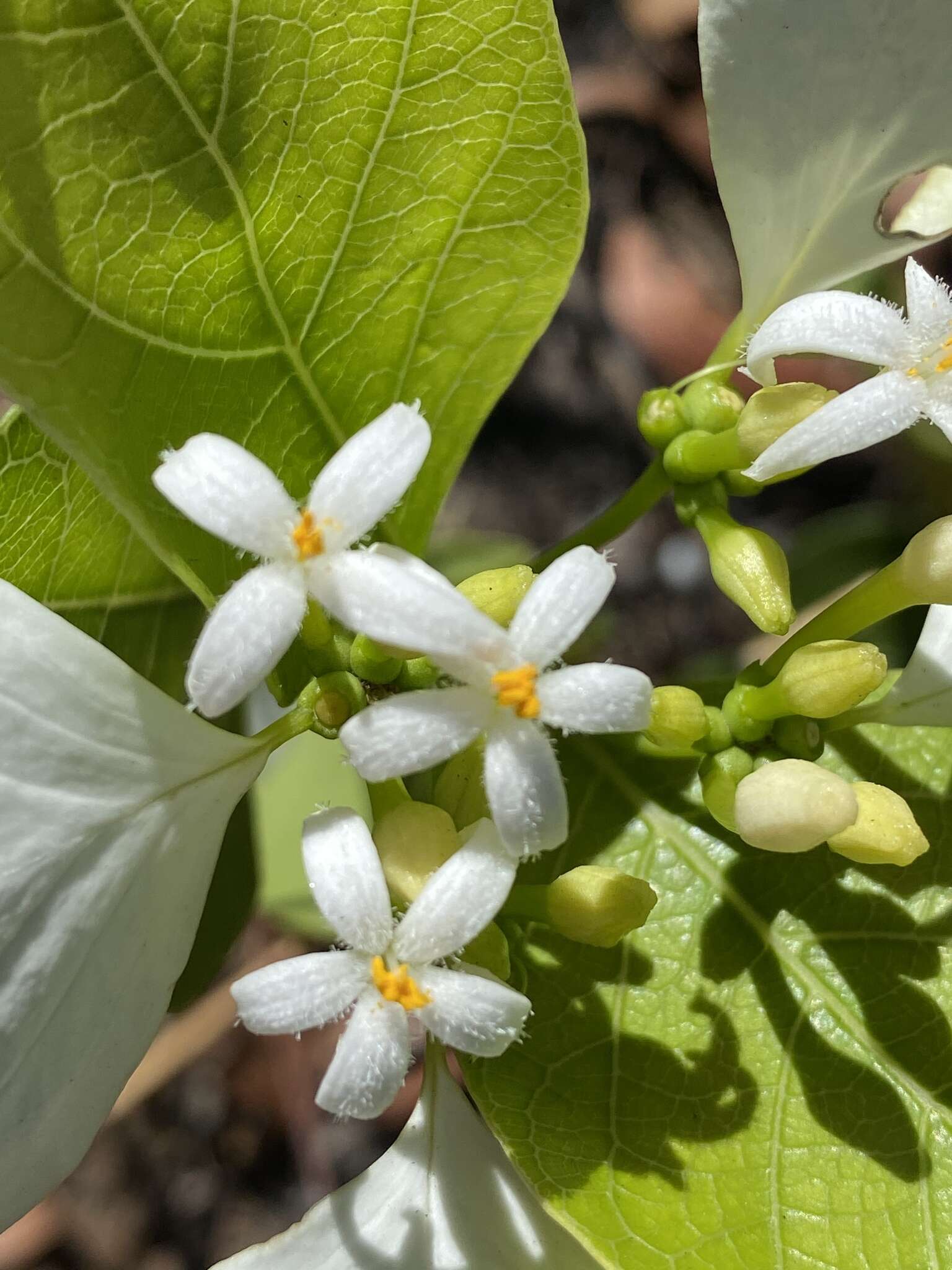 Coelospermum decipiens Baill. resmi