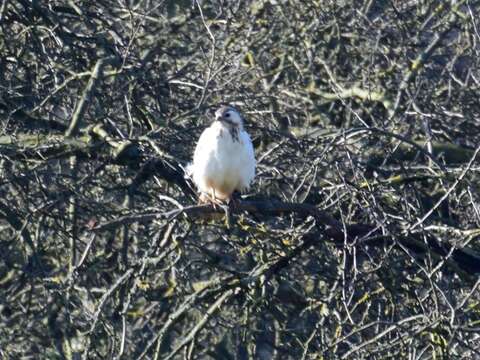 Image of Common Buzzard