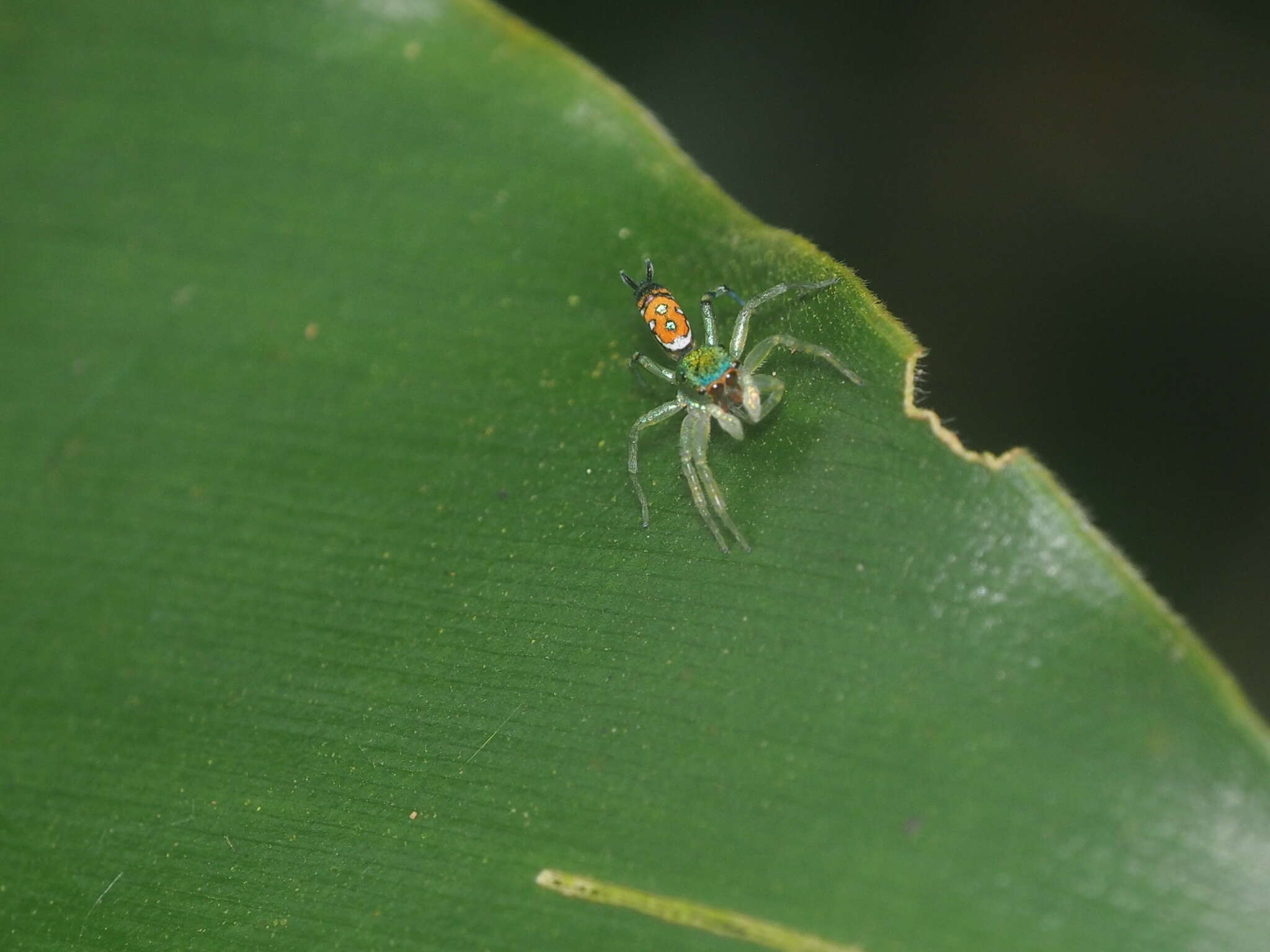 Image of Cosmophasis valerieae Prószyński & Deeleman-Reinhold 2010