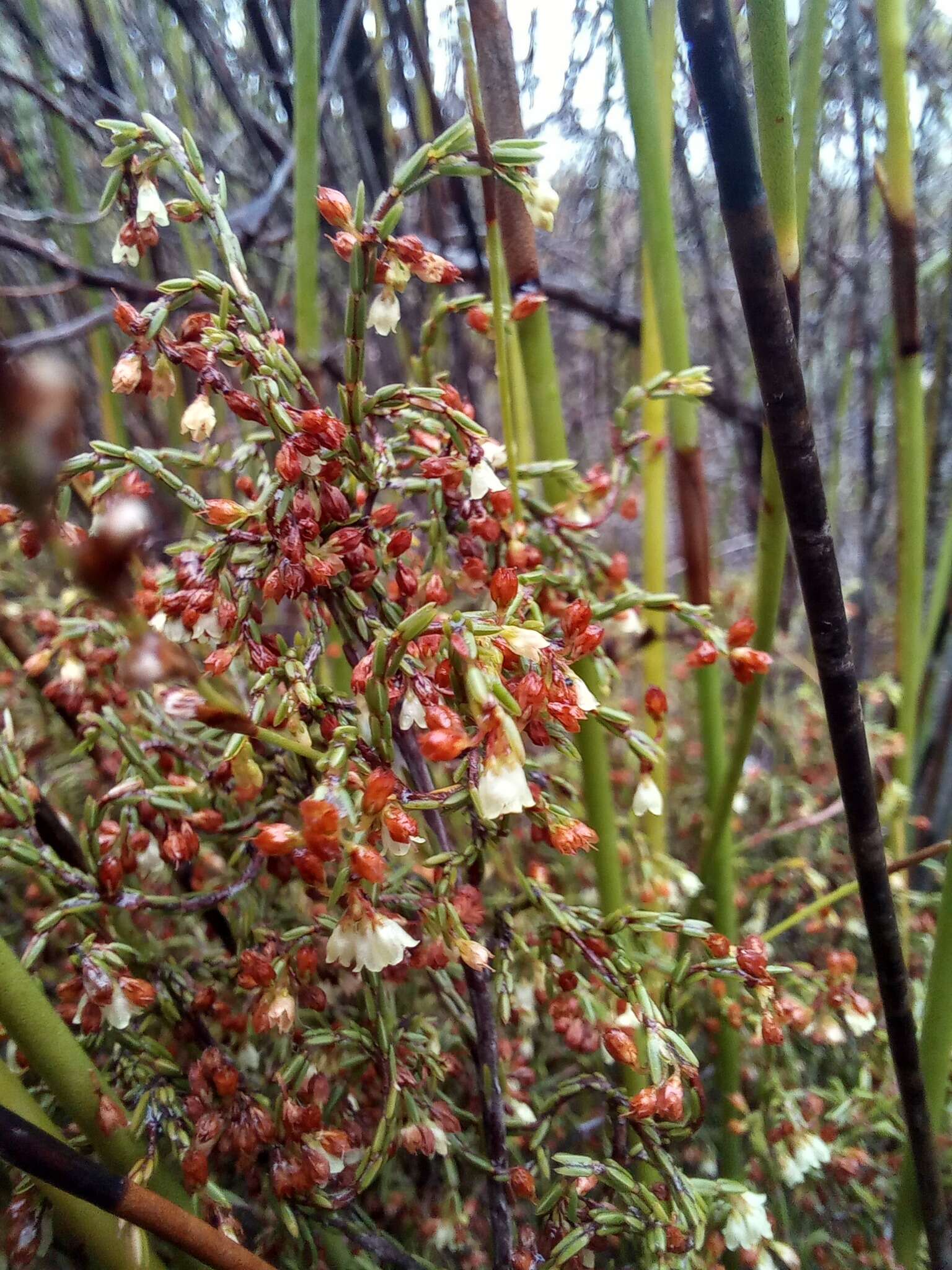 Image of Erica multiflexuosa E. G. H. Oliver