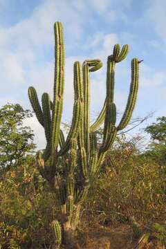 Image of Stenocereus griseus (Haw.) Buxb.