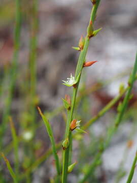 Image of Macarthuria complanata E. M. Ross