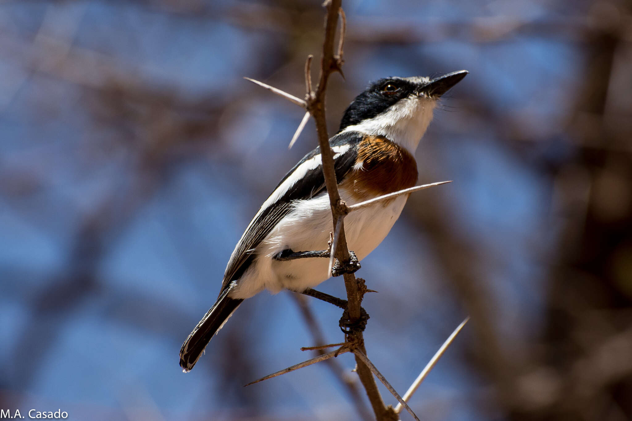 Image of Pygmy Batis