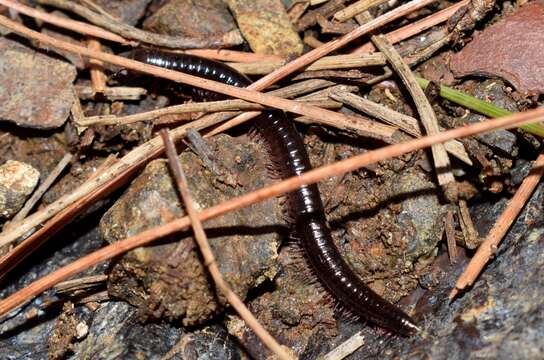 Image of Byzantorhopalum (Byzantorhopalum) sapphicum (Strasser 1976)