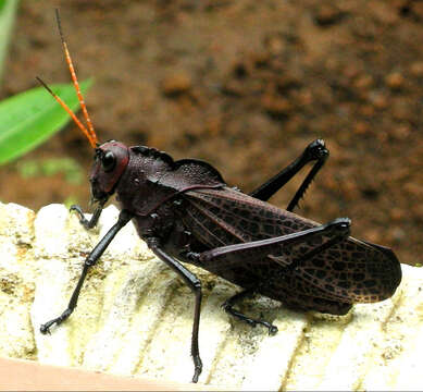 Image of lubber grasshopper