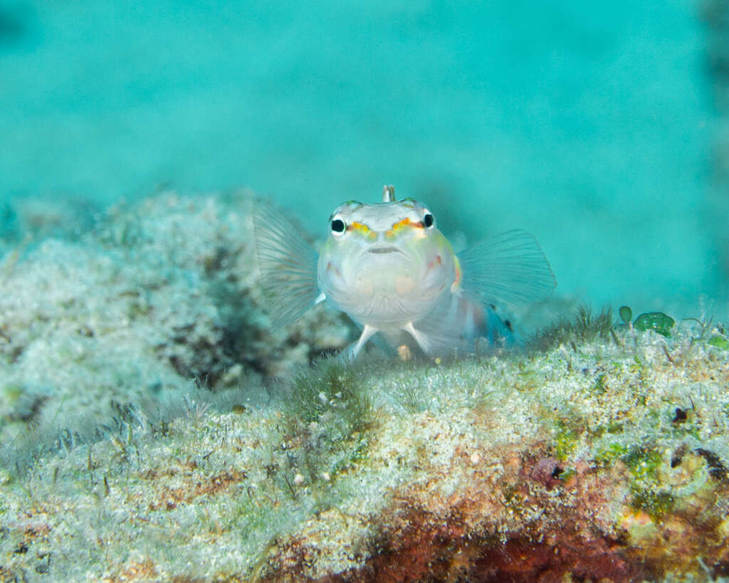 Image of Parapercis schauinslandi