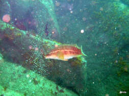 Image of Ballan Wrasse