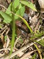 Image of Tinkling Ground Cricket
