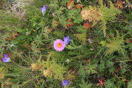 Image de Erigeron caucasicus subsp. venustus (Botsch.) Grierson