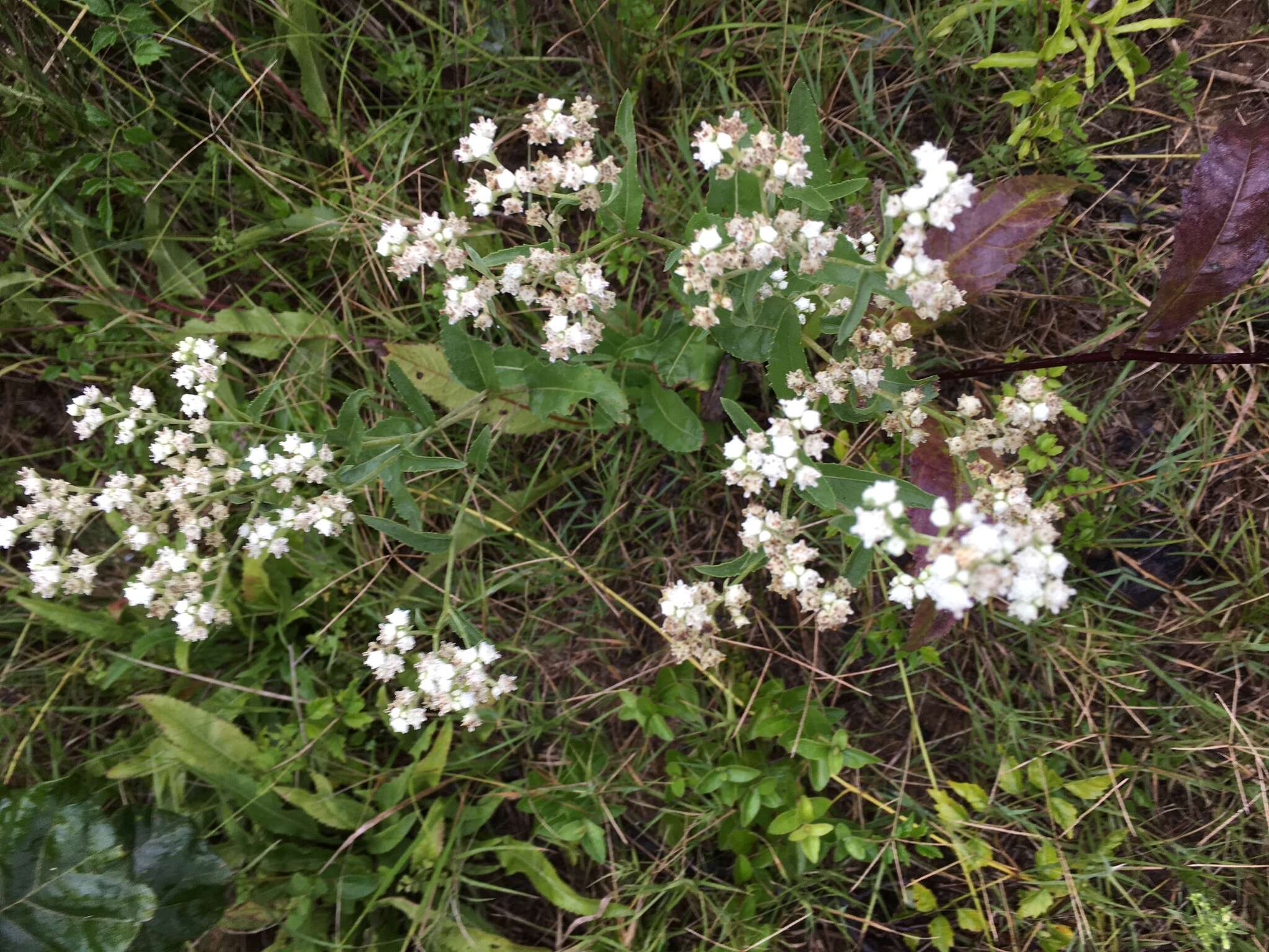 Image of wild quinine