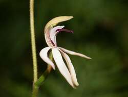 Image of Black-tongue caladenia