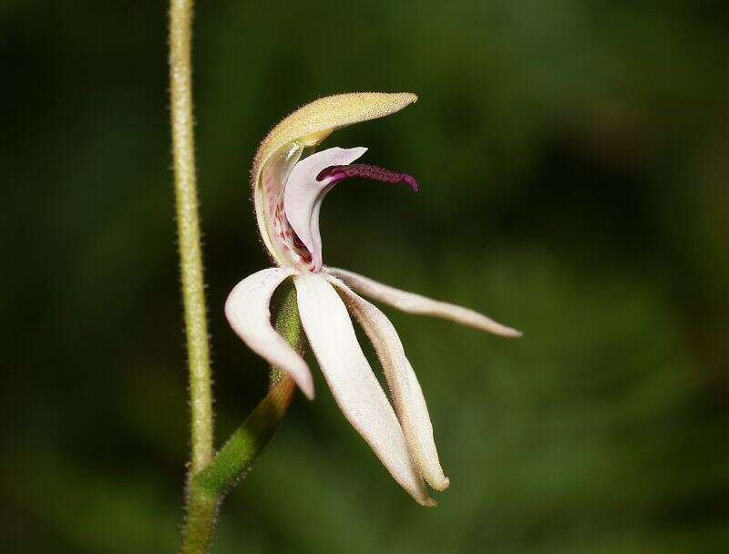 Image of Black-tongue caladenia